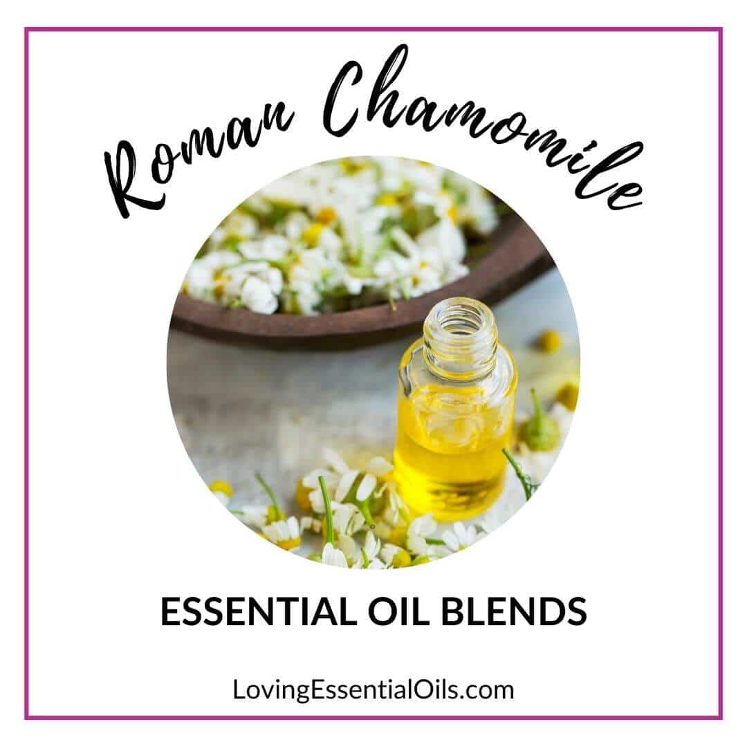 Roman chamomile oil blends and benefits by Loving Essential Oils