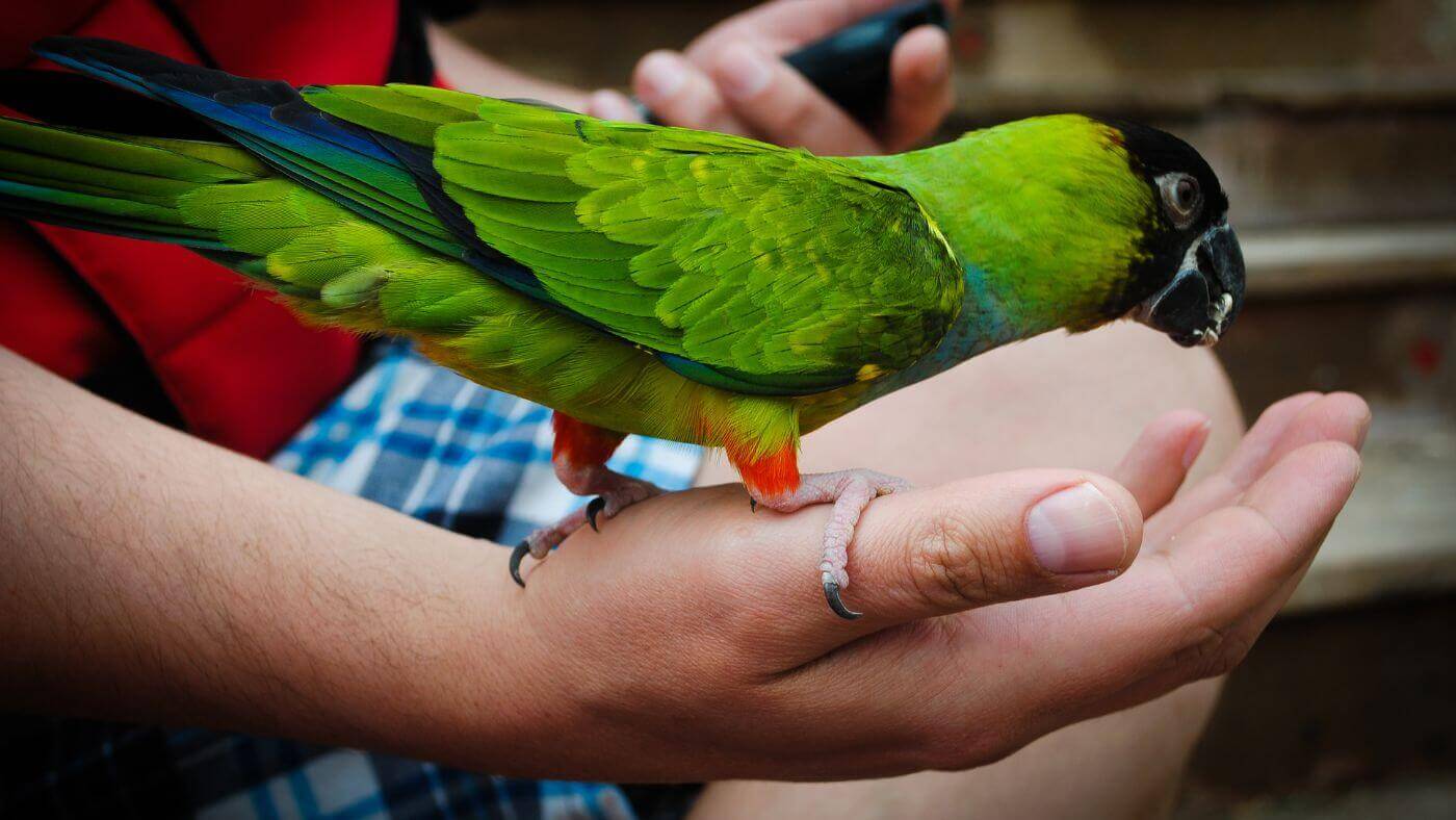 Pet Parrot Care