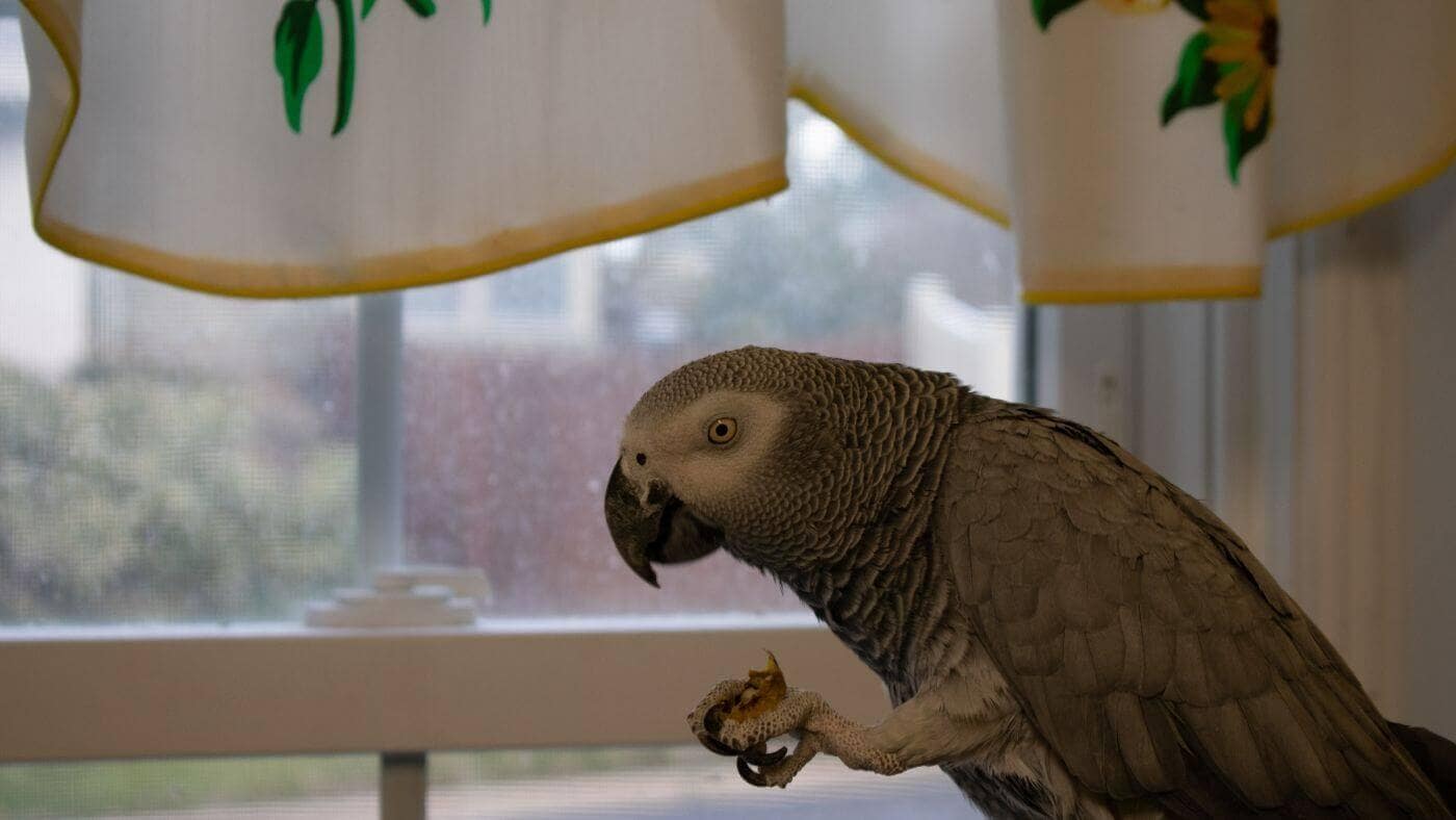 African Grey Parrot Eating Walnut