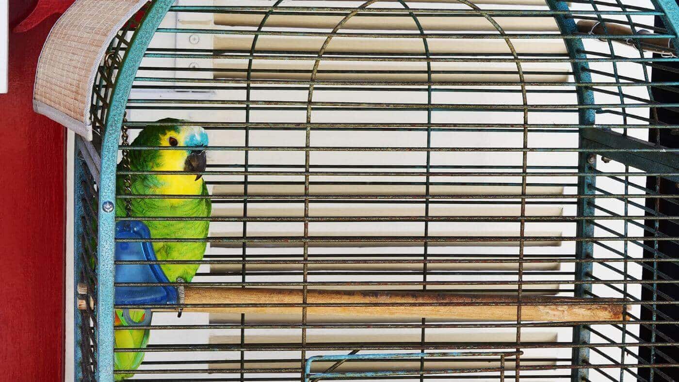 Working out the cost – Parrot Cage