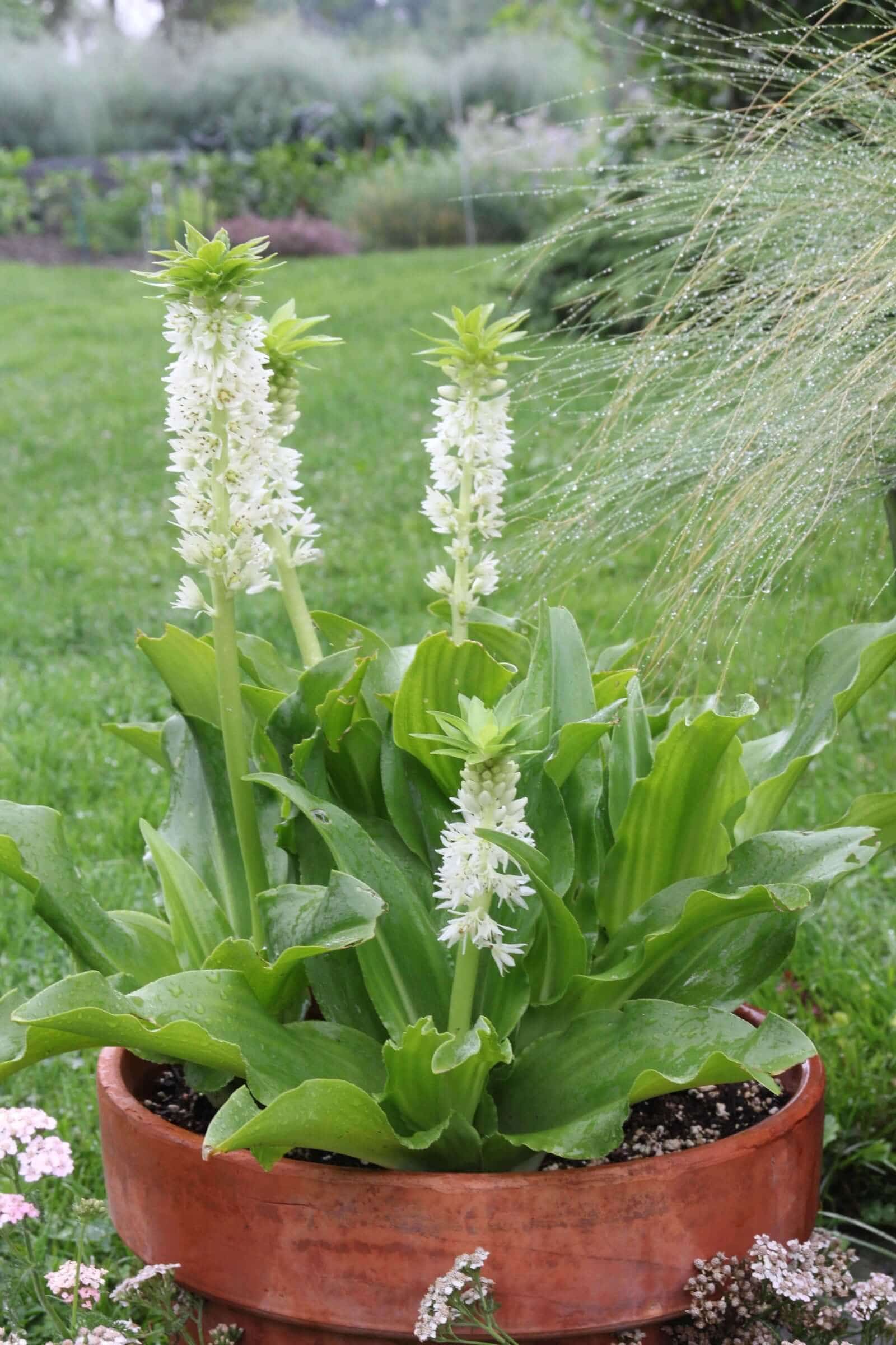 Eucomis: Why Grow Pineapple Lilies?