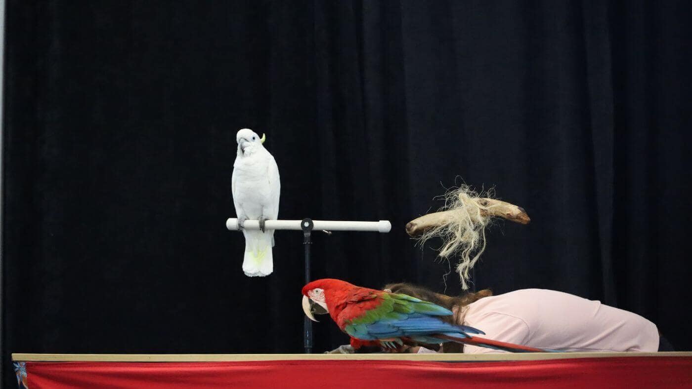 Parrot Training
