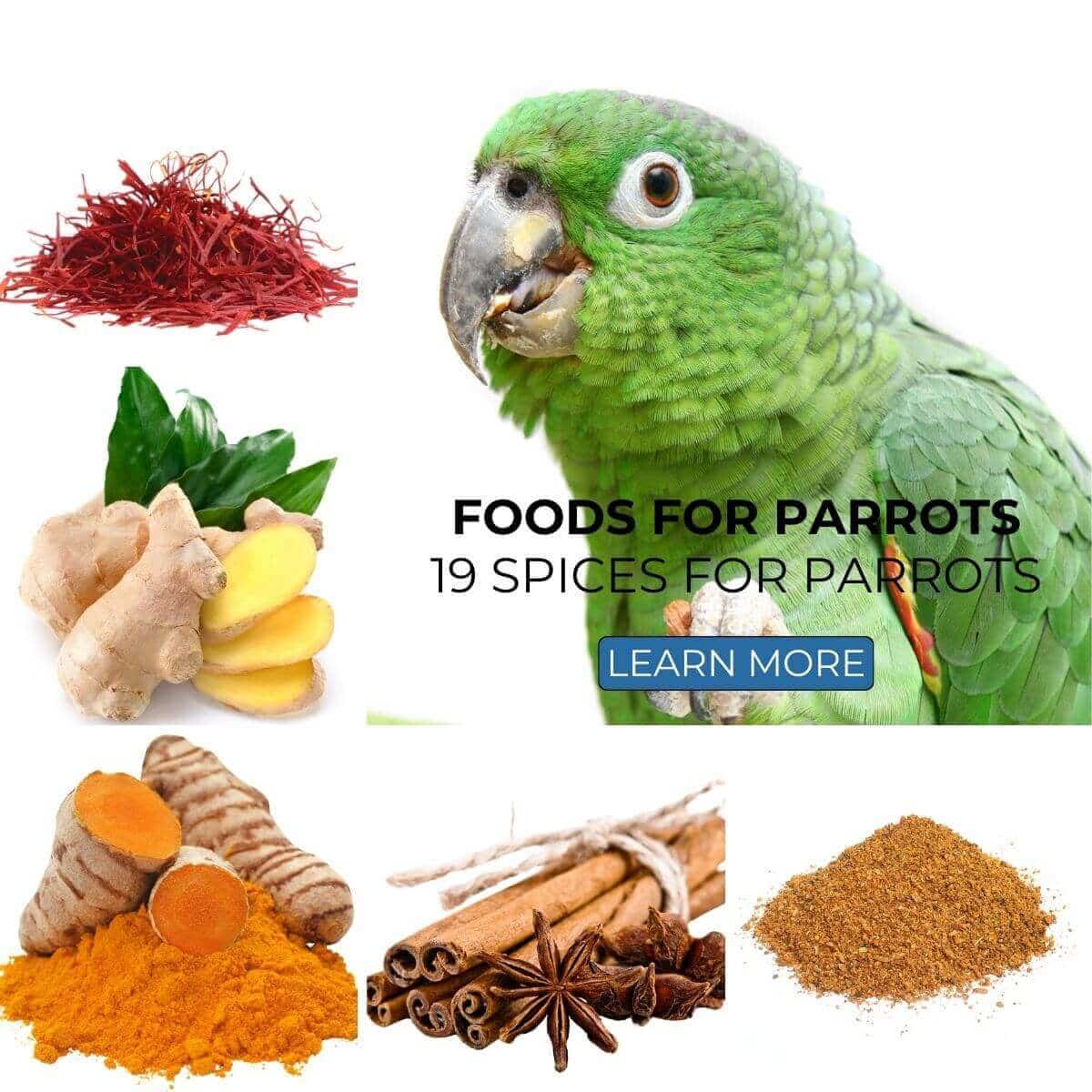 Foods for Parrots: 19 Spices for Parrots