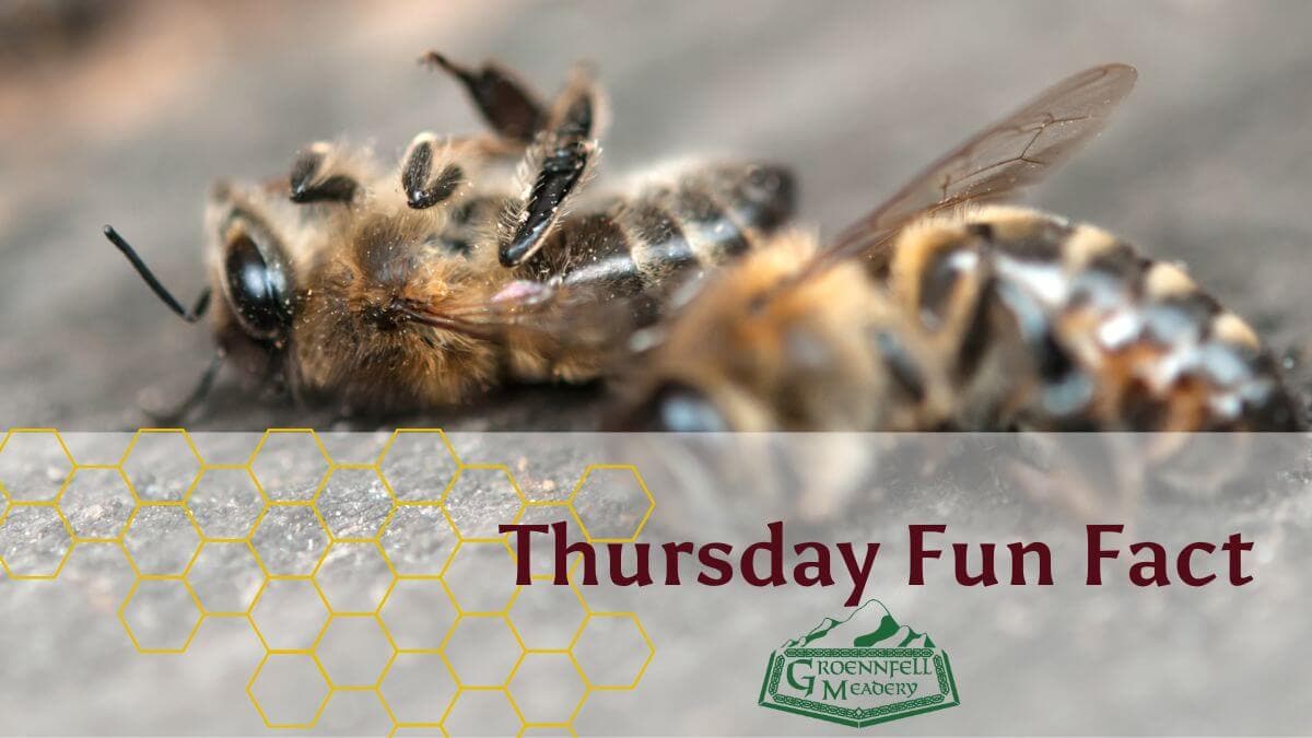 Drunk Bees - Thursday Fun Fact 2-9-23