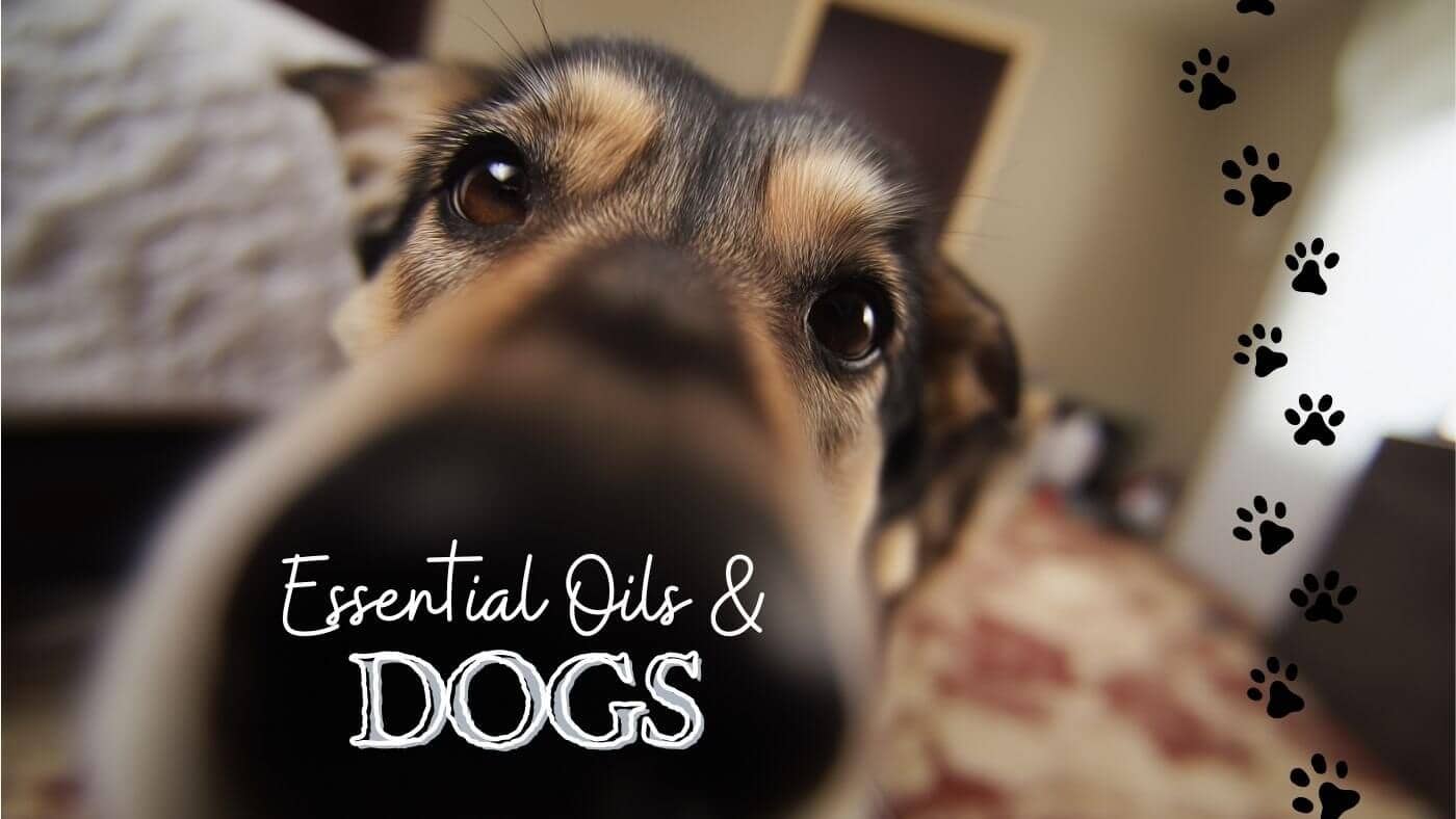 Essential Oils and Dogs, brown and black dog with his nose up close to the camera, with paw prints going up the side of the image MiracleBotanicals.com
