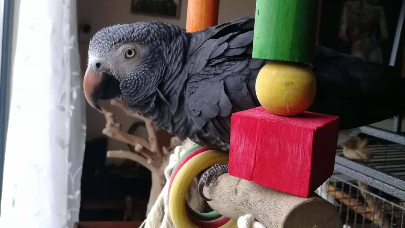 Large Parrots: African Greys, Amazons and Cockatoos
