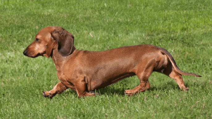 Smooth Dachshund Temperament