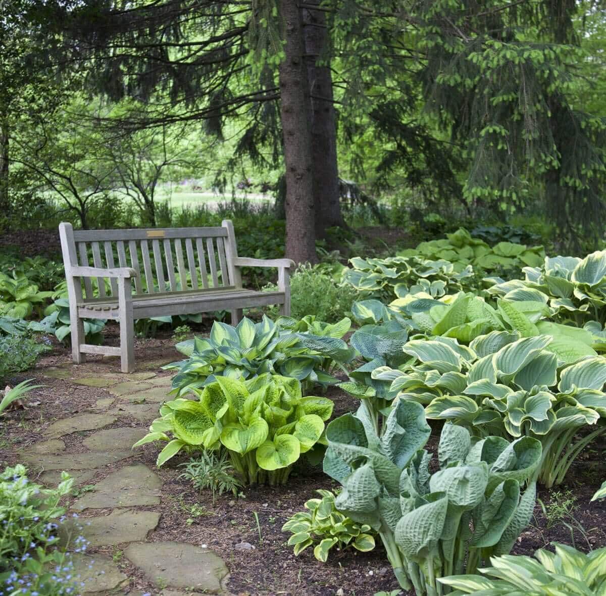 7 Tips for Growing Hostas - Longfield Gardens