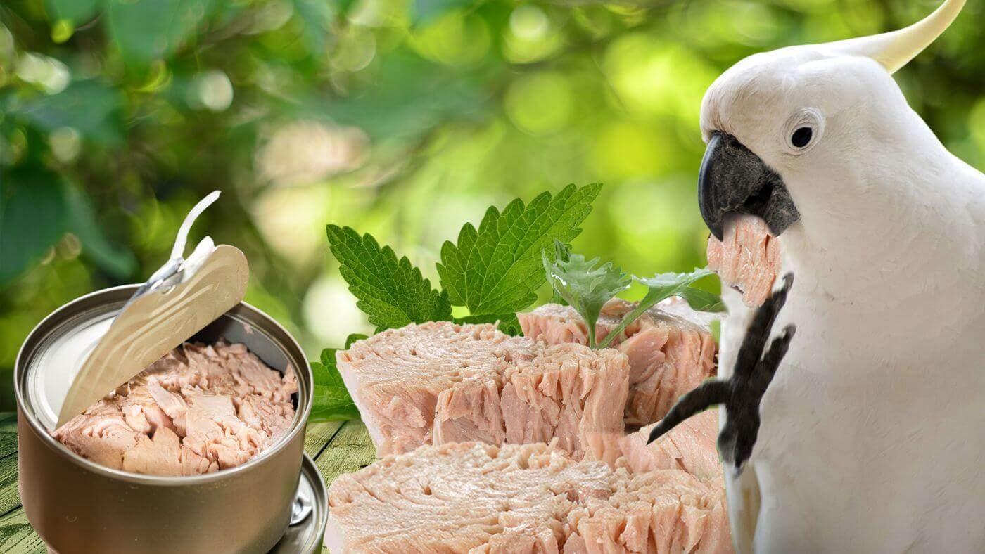 Can Parrots Eat tuna?