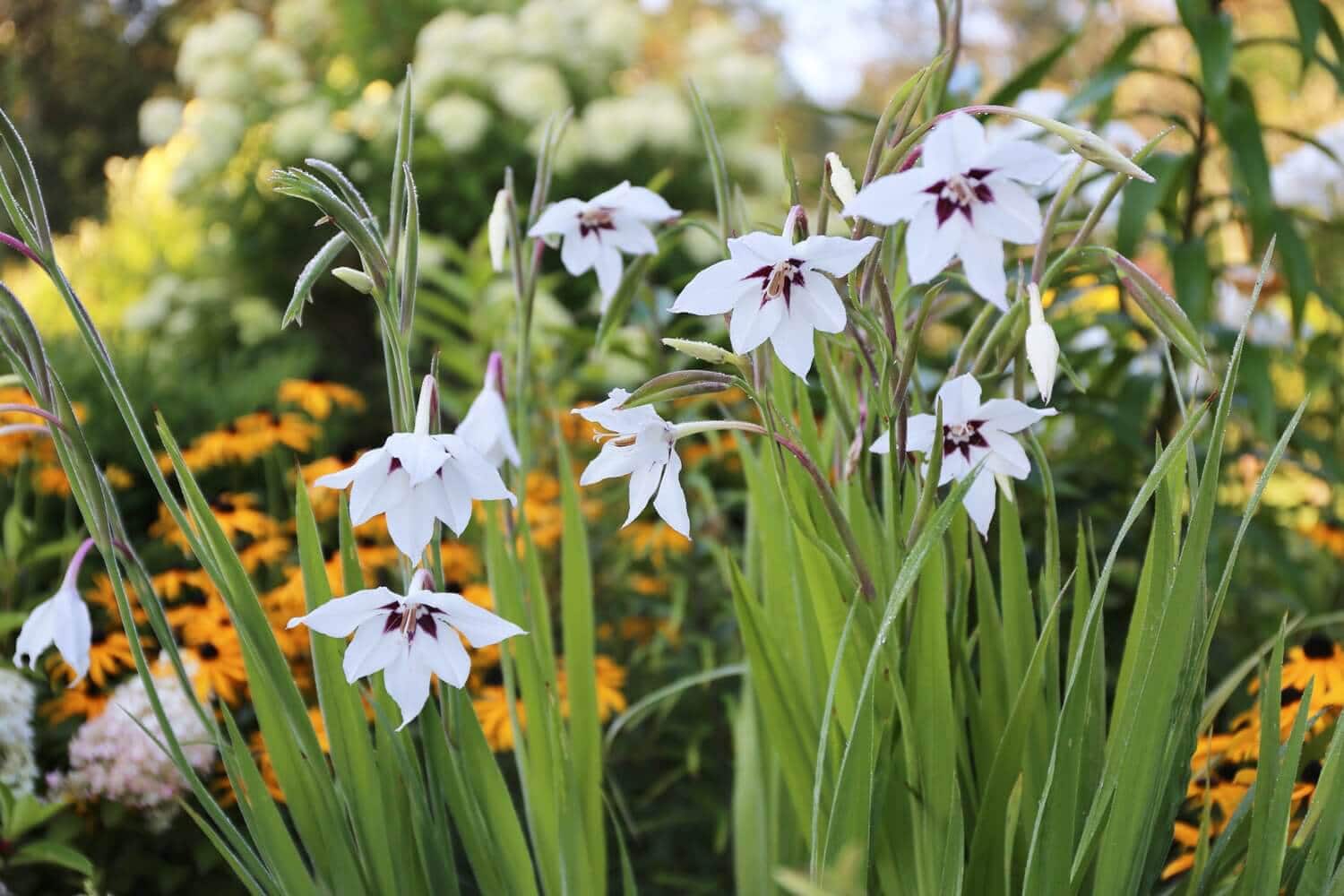Acidanthera Fragrant Flowers for Late Summer - Longfield Gardens