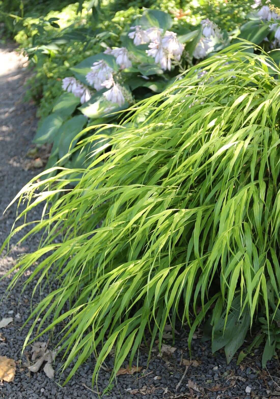 Sun or Shade: How Sunlight Affects Plants - Longfield Gardens