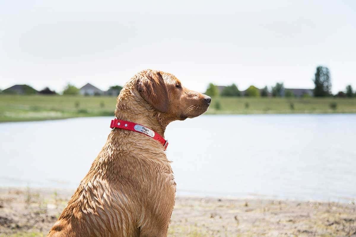 Most Popular Personalized Dog Collars