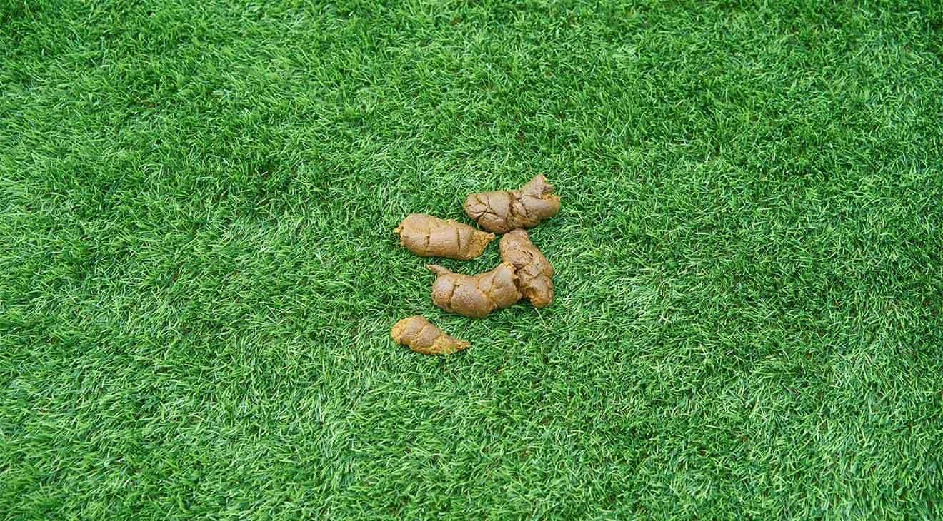 How to Stop a Dog From Eating Poop