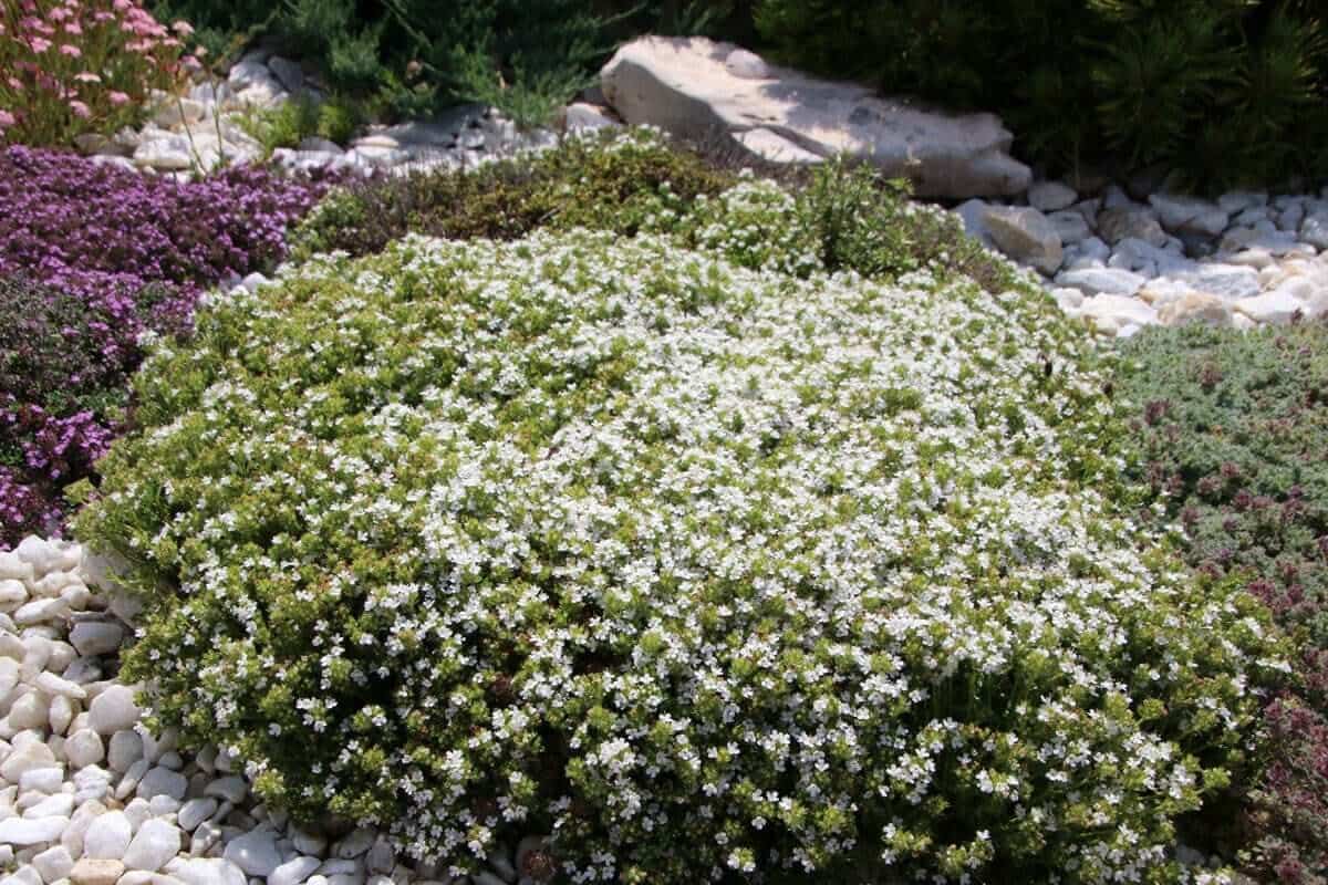 Best Ground Covers for Sun - Longfield Gardens