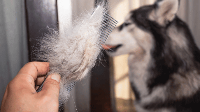 dog sheds year round