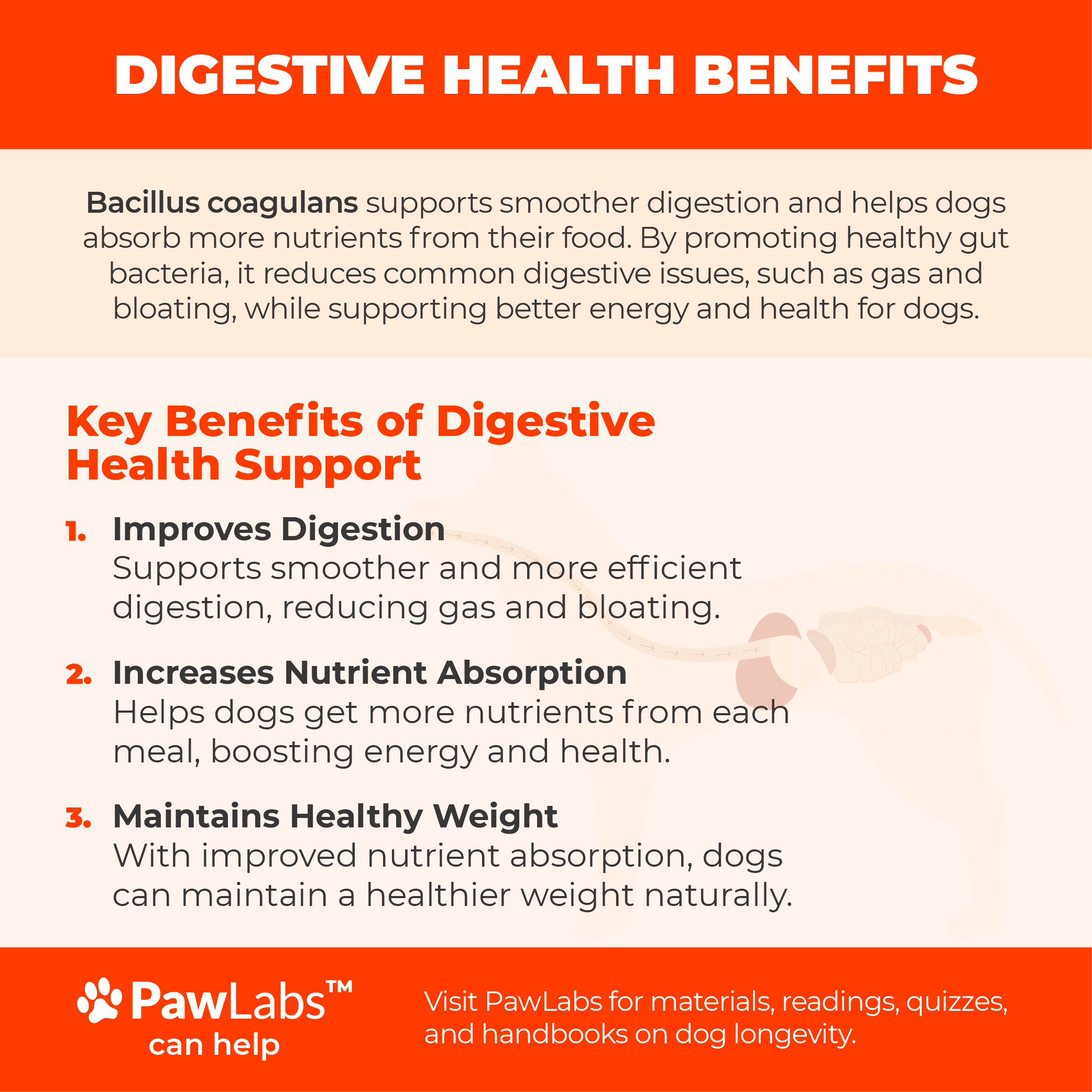 Infographic showing Bacillus Coagulans’ digestive benefits for dogs, illustrating smoother digestion, better nutrient absorption, and reduced bloating.
