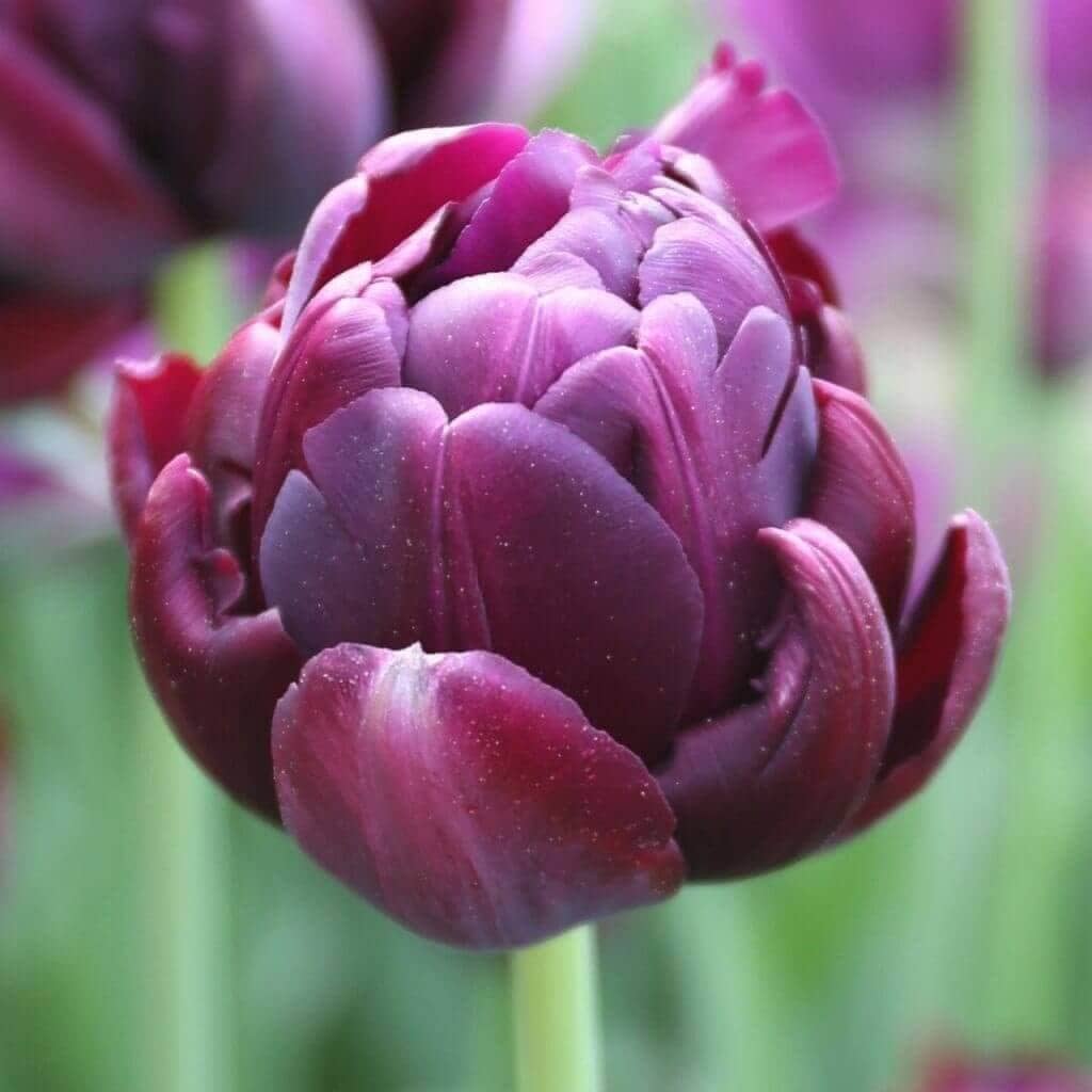 Tips for Using Tulips as Cut Flowers Longfield Gardens