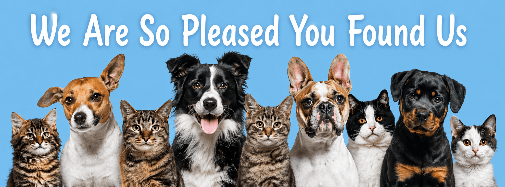 ProPaws European Transport Services: Where Every Journey Is First Class