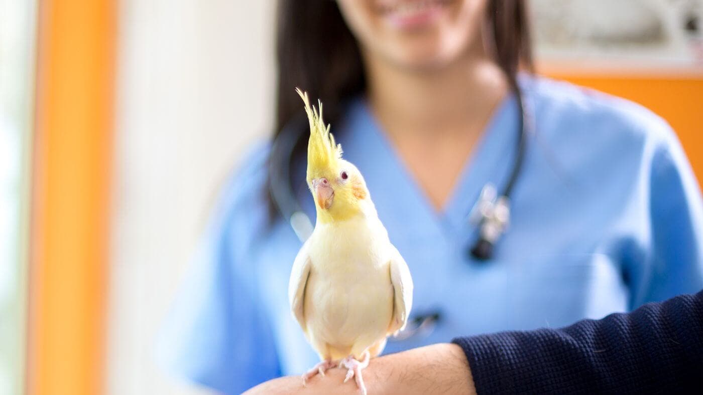 Cockatiel at Avian Vet