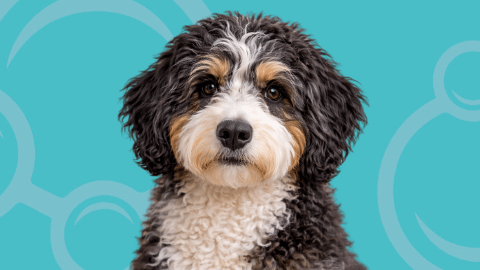 Bernedoodle F1B Temperament