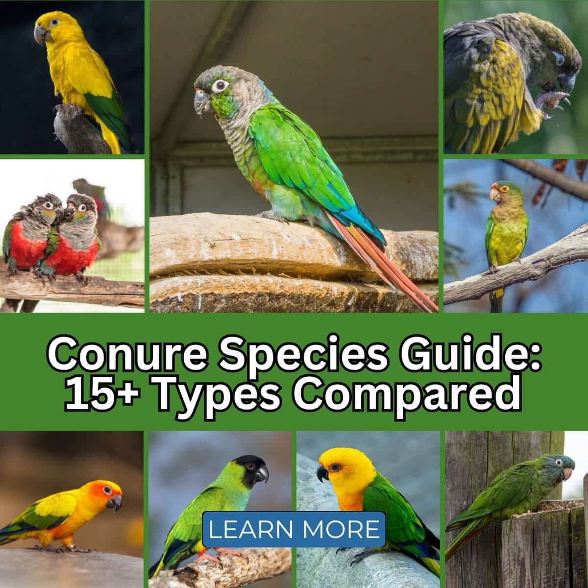 Conure Species Guide: 15+ Types Compared