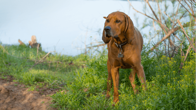 Redbone Coonhound Temperament