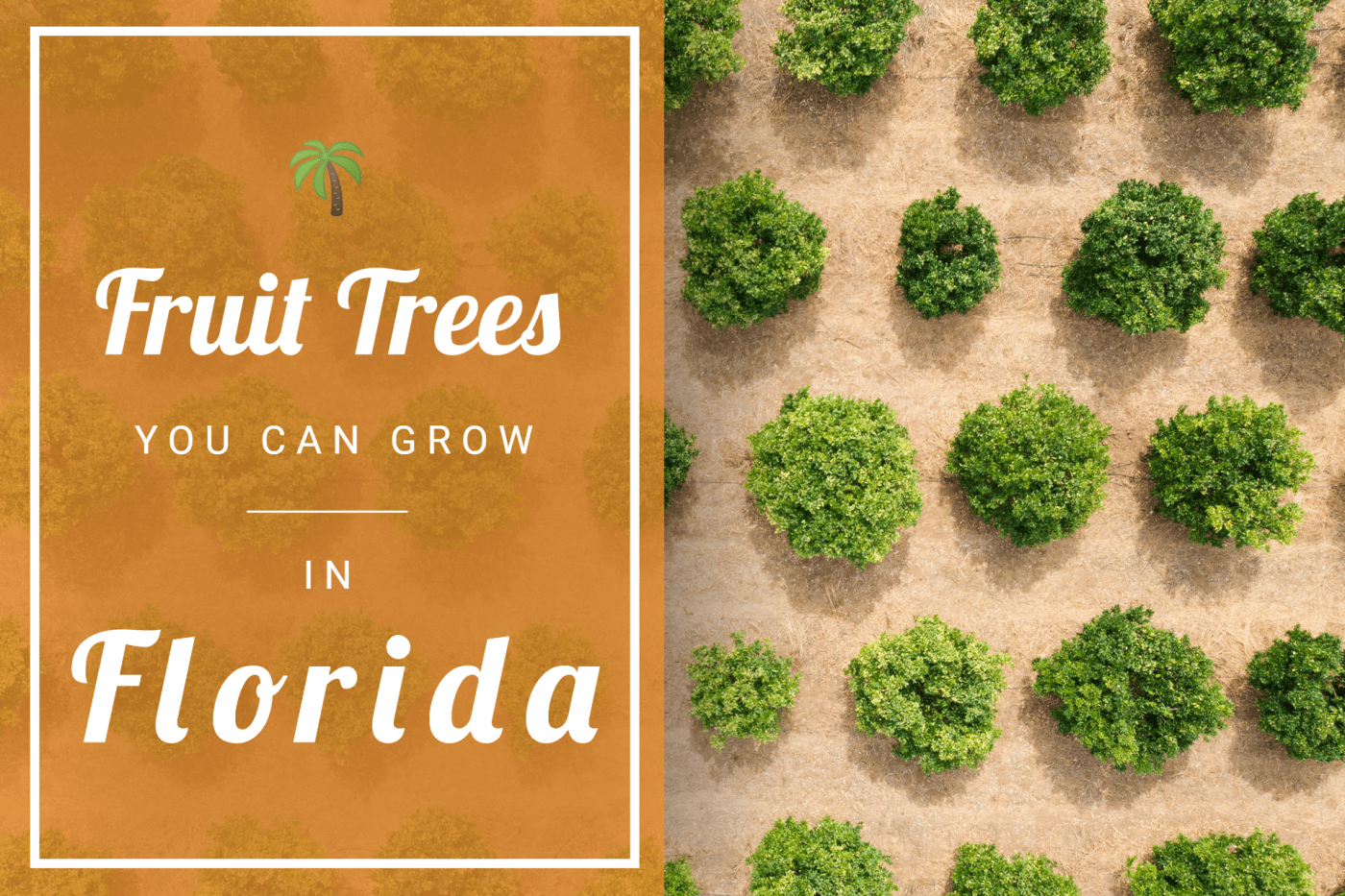 Florida: Fruit Tree Growing Guide