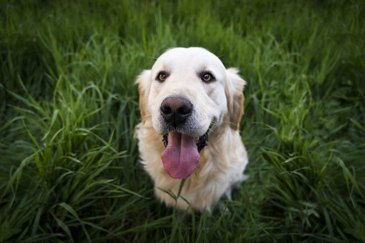 Golden Retriever Information and Characteristics