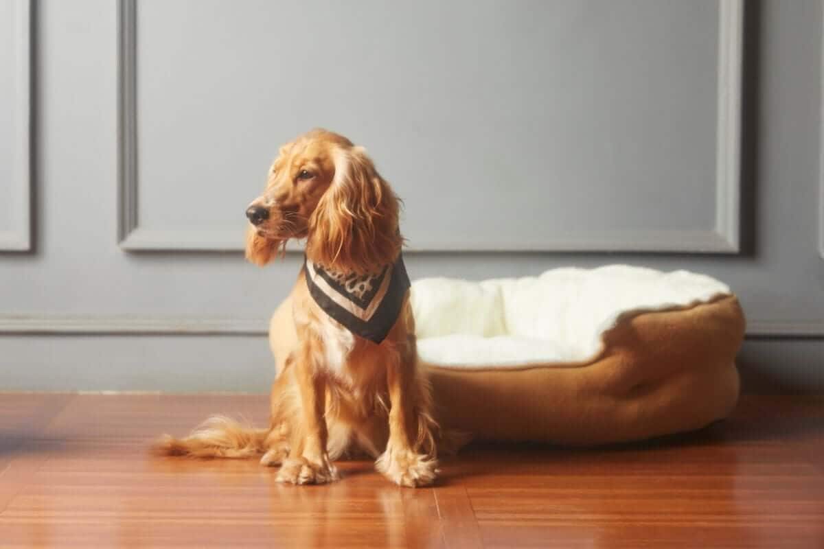 Finding Pet Safe Cleaners: It's Not as Difficult as You Think