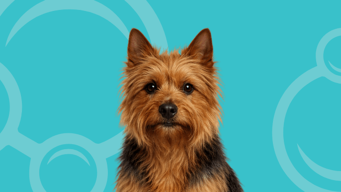 Australian Terrier Temperament 