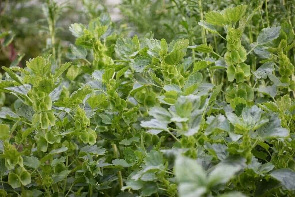 Best filler for a cut flower garden Longfield Gardens