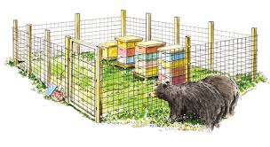 Bears and Beehives: The Relationship Between Predator and Prey