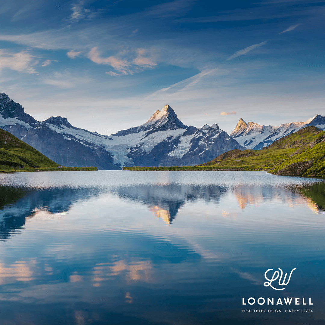 LOONAWELL in one sentence? The Swiss-Made revolution of the Pet Food category.