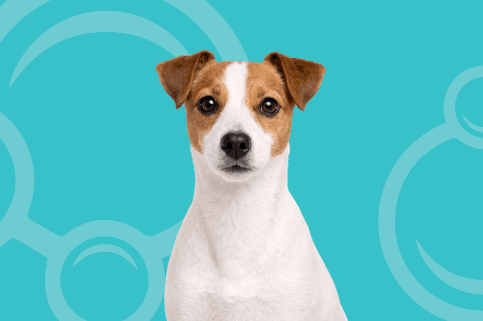 Parson Russell Terrier Temperament & Grooming-Smooth Coat