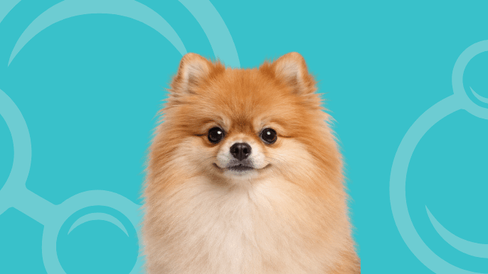 Pomeranian Temperament