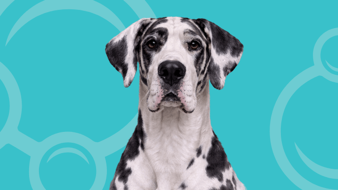 Great Dane Temperament 