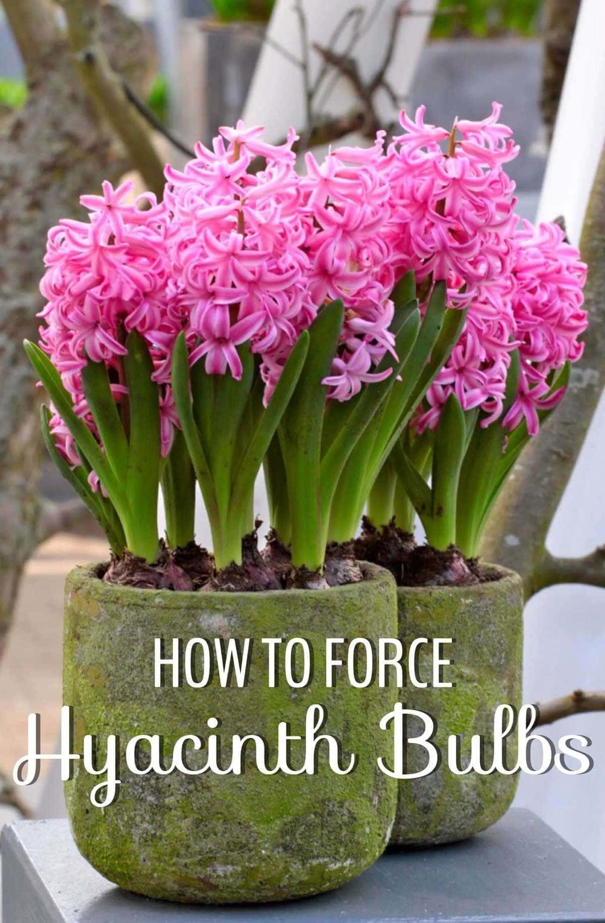 How to Force Hyacinth Bulbs for Indoor Flowers