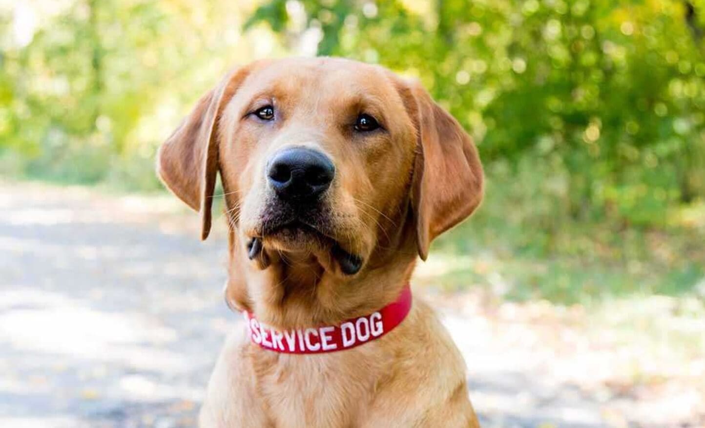 Yellow Lab Wearing Nylon Embroidered Red Dog Collar
