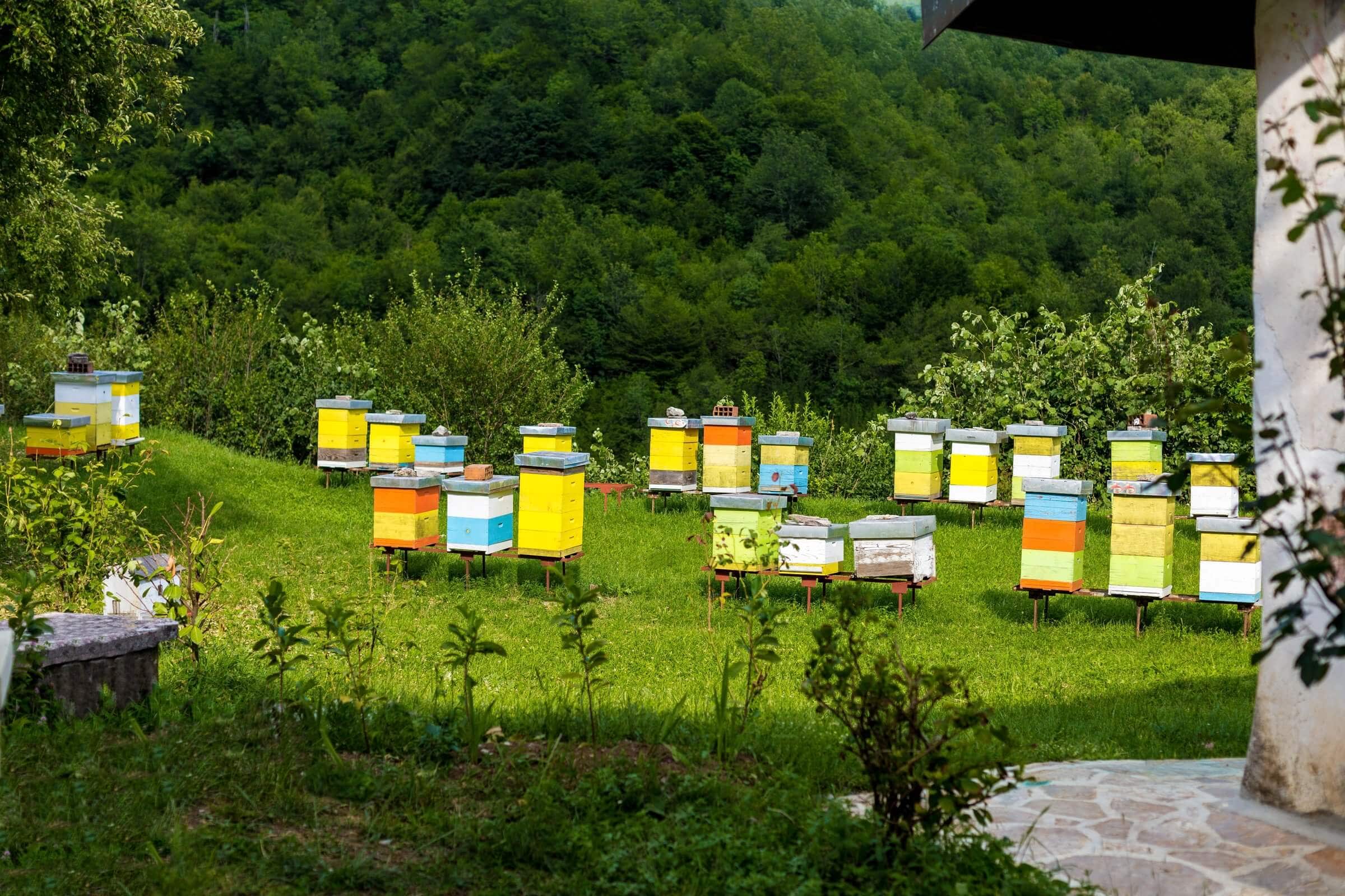 Installing and Supporting New Honeybee Colonies