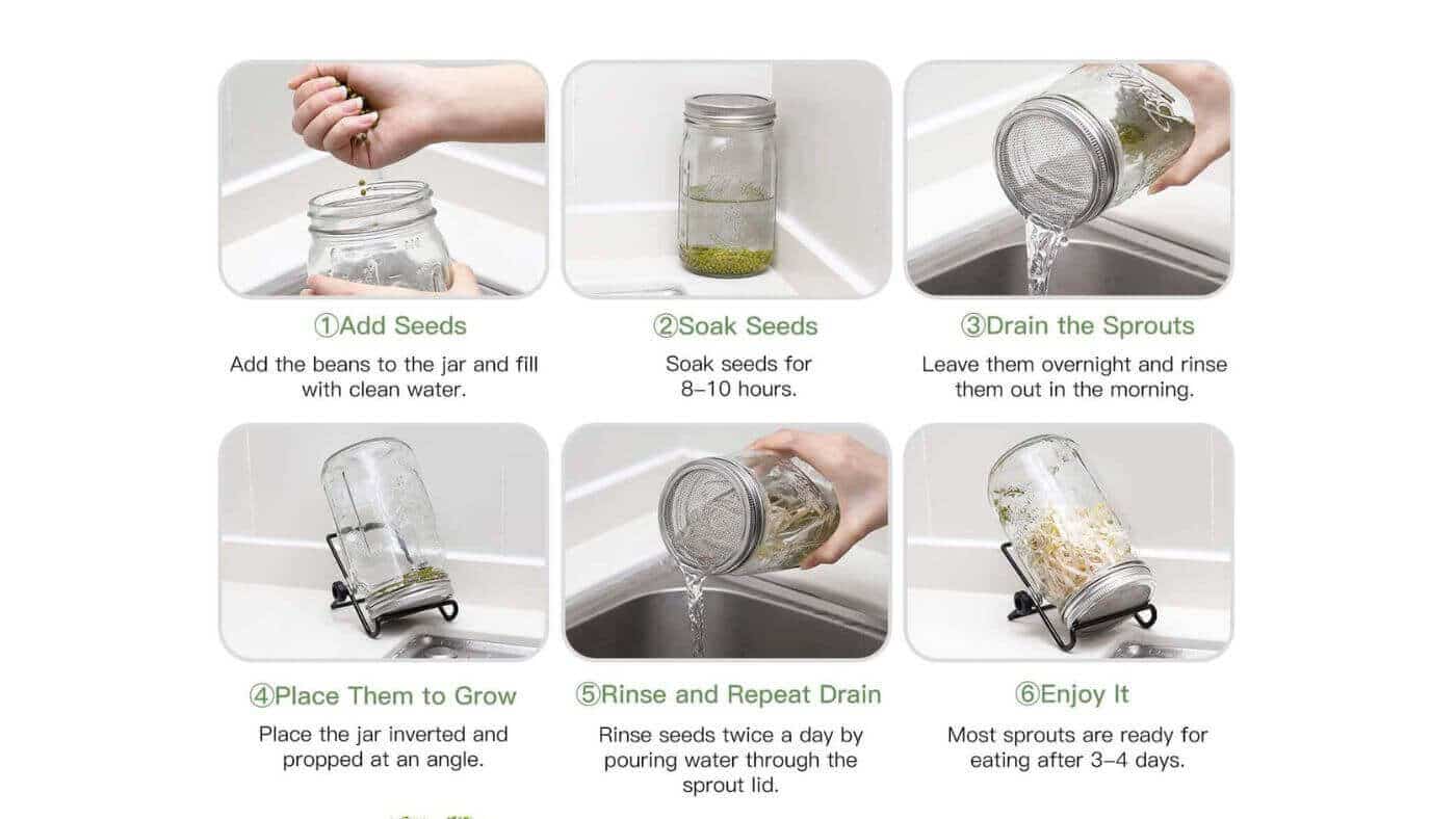 Sprouting Seeds