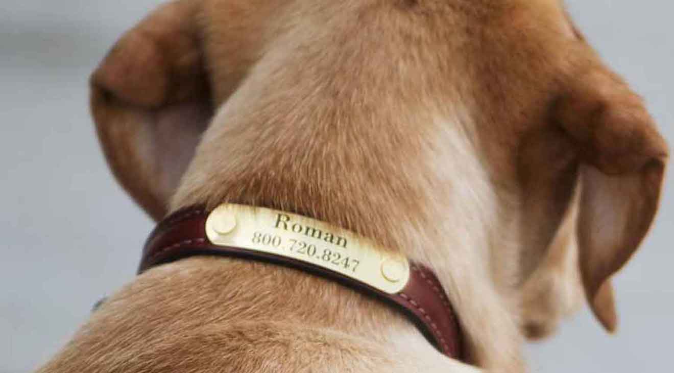 Personalized Rivet-On Silent Dog ID Tag on Leather Collar Shown Worn on Dog