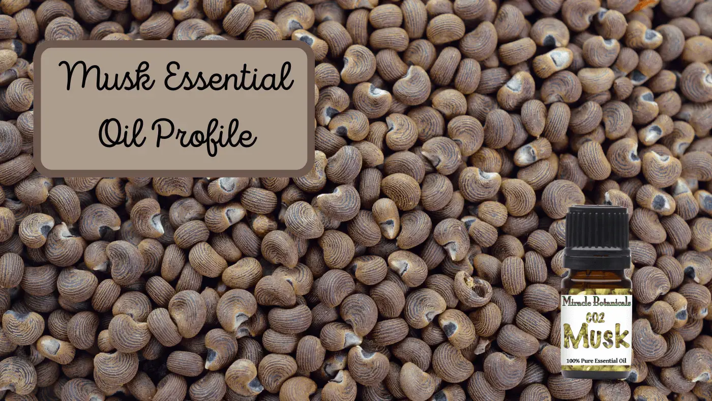 Musk Essential Oil Profile
