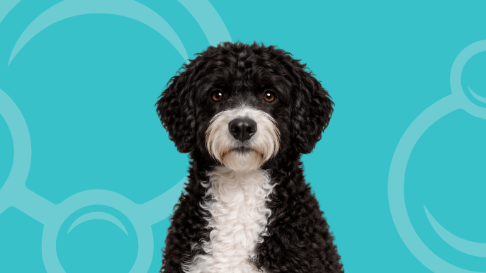 Portuguese Water Dog Temperament 