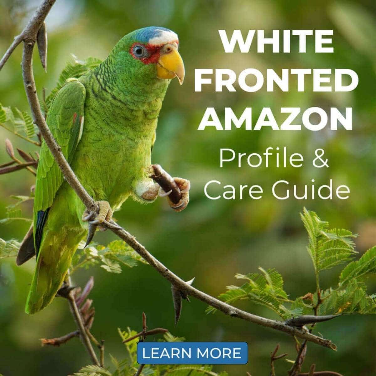 White-Fronted Amazon – Profile & Care Guide