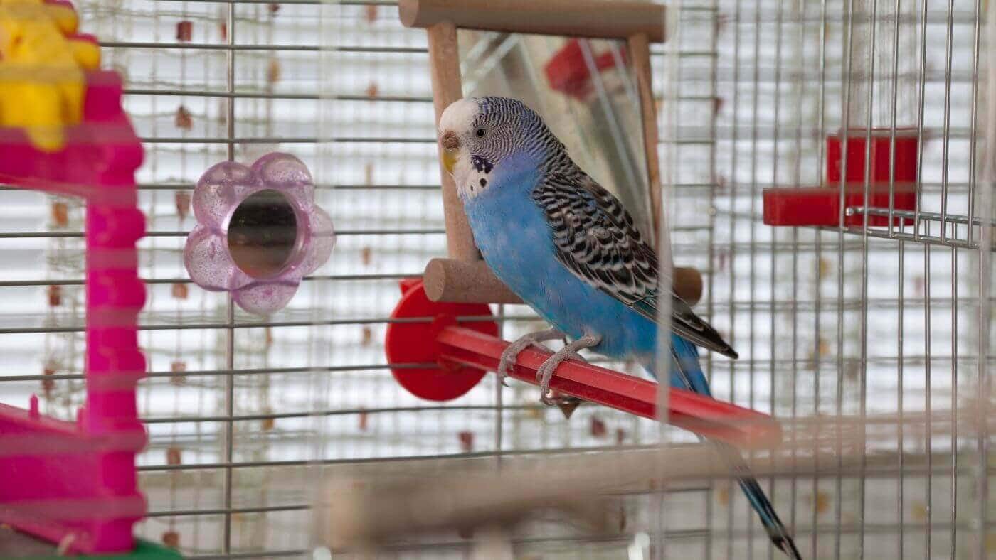 Budgerigar (Budgie) — The Little Social Butterfly