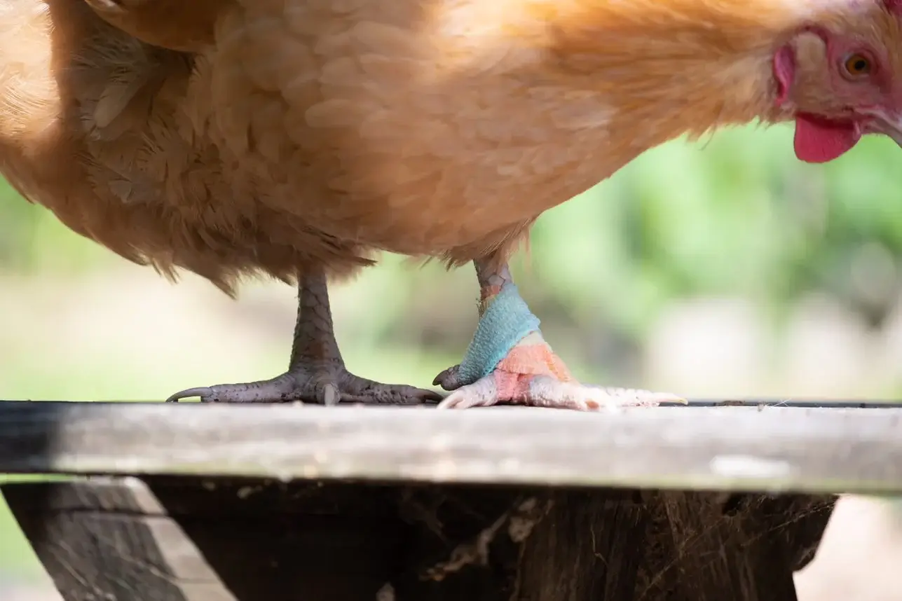 How to Treat Bumble foot