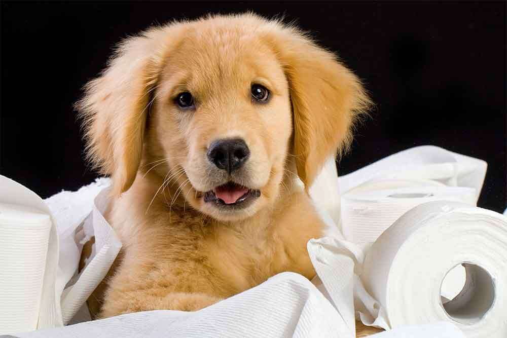 Best Owner Practices When Potty Training Your Puppy