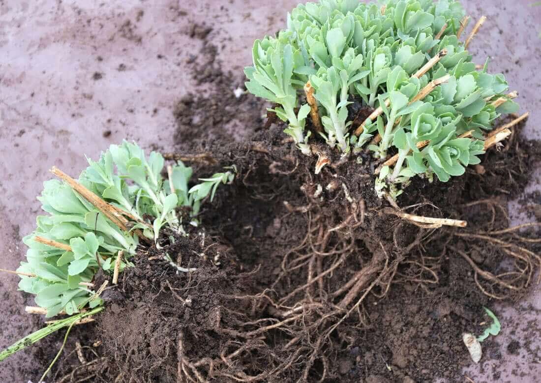 What to Know About Dividing Perennials - Longfield Gardens