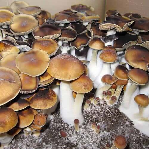 Koh Samui Mushrooms