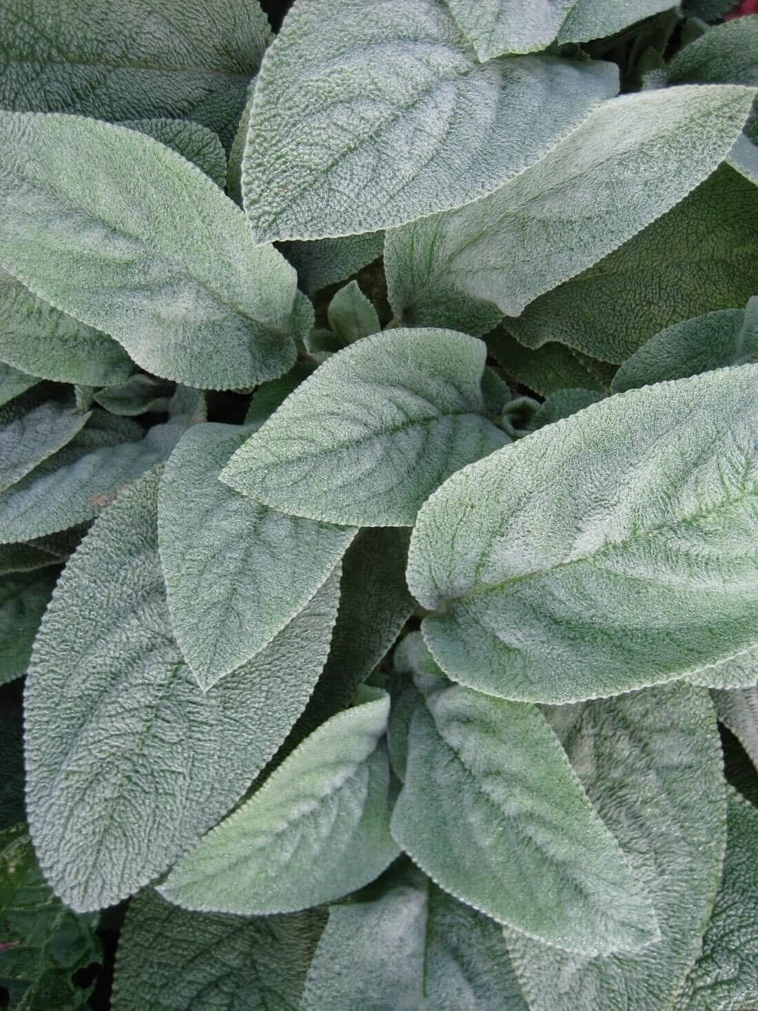 The Chelsea Chop How and Why to Prune Perennials - Longfield Gardens